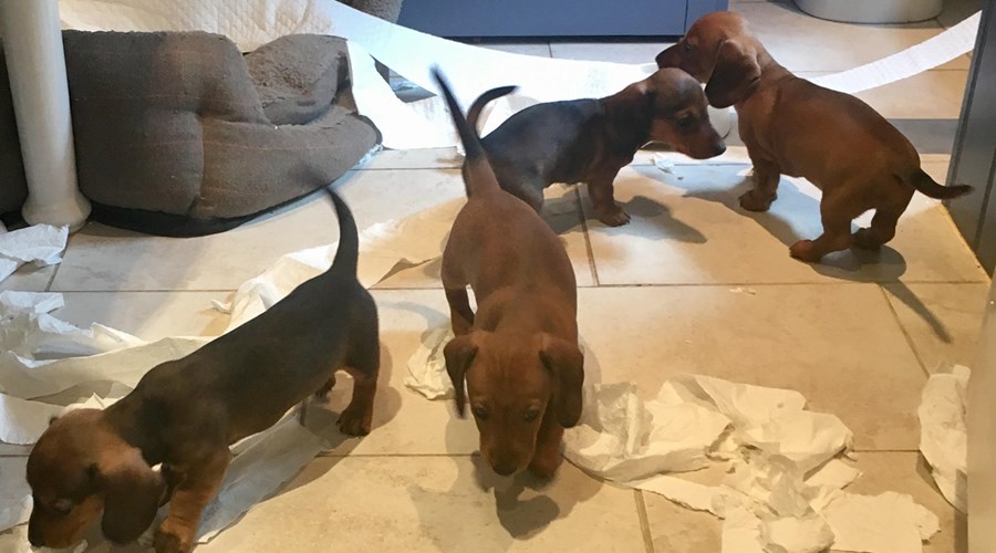 The Fiona Penny Family is Growing!..